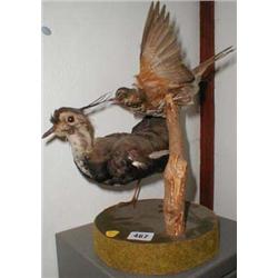 A taxiderm of two birds...