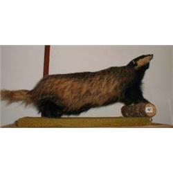 A badger taxiderm...