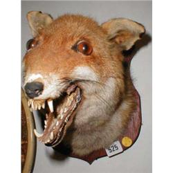 A fox head taxiderm...