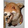 Image 1 : A fox head taxiderm...