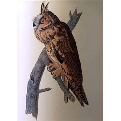 Audubon "Long-Eared Owl" - 1937 Lithograph