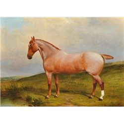ET0523120052 J.W. COLE Roan Gelding horse portrait in a
