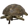 Image 1 : Early Flip-Top Figural Turtle Spittoon