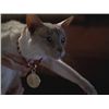 Image 4 : Charmed (television) - Kit's Collar