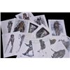 Image 1 : Pirates of the Caribbean: Dead Man's Chest - Production Art Prints