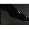 Image 8 : Puppet Master III: Toulon's Revenge - Leech Woman's Animatronic Leech