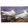 Image 1 : Audubon "Ivory Gull" - 1937 Lithograph