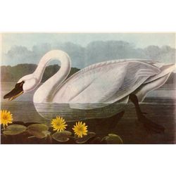 Audubon "Whistling Swan" - 1937 Lithograph