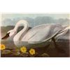 Image 1 : Audubon "Whistling Swan" - 1937 Lithograph