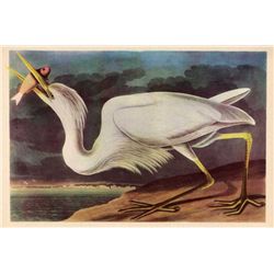 Audubon "Greatwhite Heron" - 1937 Lithograph