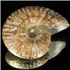 Image 2 : 405ct Opalized Ammonite (MIN-002096)