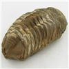 Image 2 : 169gm Tribolite Fossil (MIN-002011)