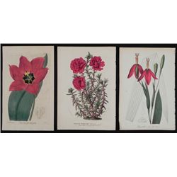 3 Antique Botanical Prints Red Flowers 1891-1920s