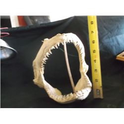 Shark Teeth Jaws Approx 7" tall x 8" wide