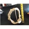 Shark Teeth Jaws Approx 7" tall x 8" wide
