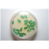 Image 1 : Loose Green Gemstones; Lot of 20; EST. $5-10
