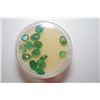 Image 2 : Oval-Shaped Green Colored Gemstones; Lot of 14; EST. $10-20