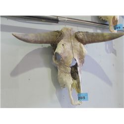 Sun bleached bull skull