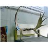 Image 1 : Set of moose antlers