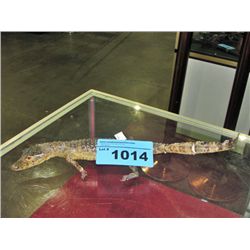 Baby taxidermied alligator or crocodile