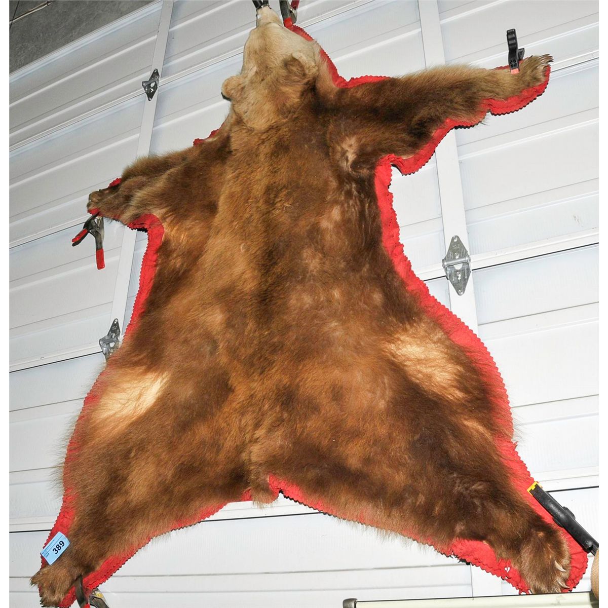 Cinnamon bear skin rug How To Skin A Bear For A Rug