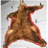 Image 1 : Cinnamon bear skin rug