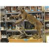 Image 1 : Professionally taxidermied bobcat