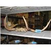 Image 1 : Set of moose antlers