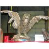 Image 1 : Professionally taxidermied owl