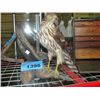 Image 1 : Professionally taxidermied hawk
