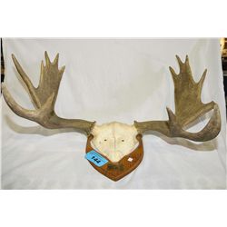 Set of moose antlers