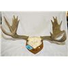 Image 1 : Set of moose antlers