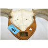 Image 2 : Set of moose antlers