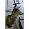 Image 1 : Professionally taxidermied deer head mount