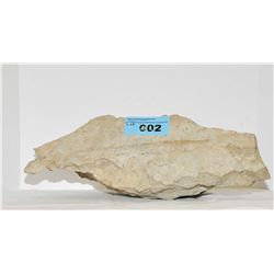 Prehistoric vertebrae fossil