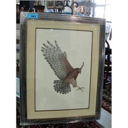 Framed limited edition signed and numbered hawk