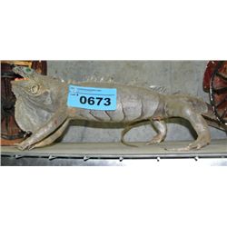 Taxidermied lizard
