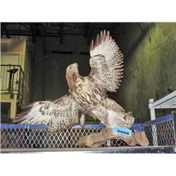 Taxidermied bird of prey