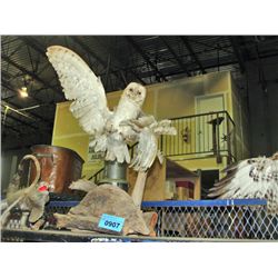 Taxidermied snow owl