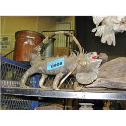 Taxidermied lizard