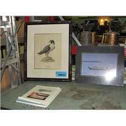 Framed falcon print, west coast native print and