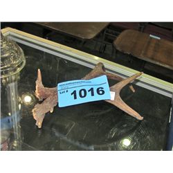 Pair of deer antlers