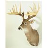 Image 2 : Whitetail 16pt Mount