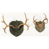 Image 2 : Two Texas Deer Horn Mounts