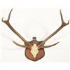 Image 1 : Antique Elk Horn Mount
