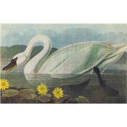 John James Audubon Circa 1946 WHISTLING SWAN MATTED PR