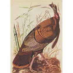 John James Audubon Circa 1946 WILD TURKEY MATTED PRINT