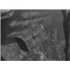 Image 2 : Submerged pearl chest from the John Wayne film "Wake of the Red Witch"