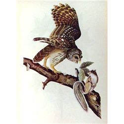 Audubon "Barred Owl" - 1937 Lithograph