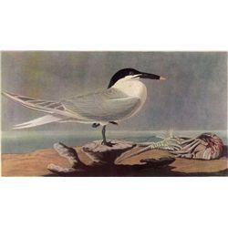 Audubon "Cabot's Tern" - 1937 Lithograph